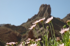 Pterocephalus lasiospermus