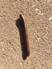 Narceus americanus