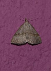 Phalaenostola metonalis