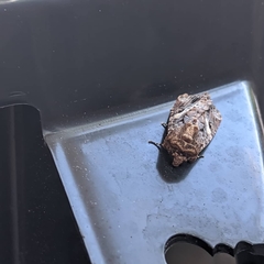 Spodoptera ornithogalli