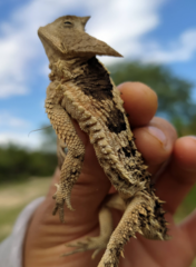 Phrynosoma taurus