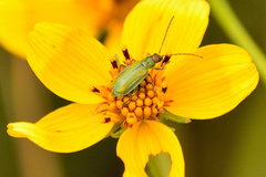 Diabrotica porracea