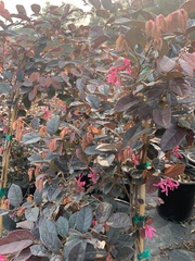 Loropetalum