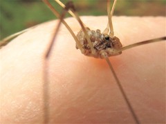 Leptobunus parvulus