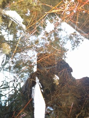 Pseudacris hypochondriaca