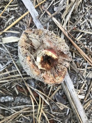 Russula ventricosipes