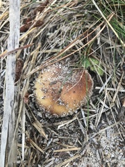 Russula ventricosipes