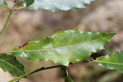Quercus acutifolia