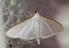 Palpita vitrealis
