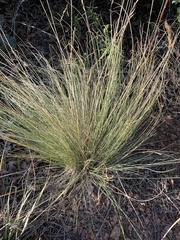 Poa cita