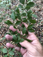 Forestiera ligustrina