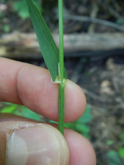 Melica smithii