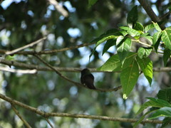 Saucerottia beryllina