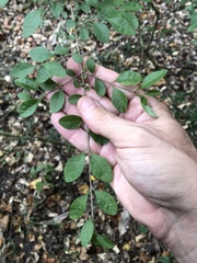 Forestiera ligustrina