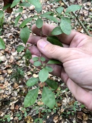 Forestiera ligustrina