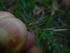 Melica smithii