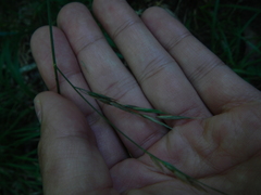 Melica smithii