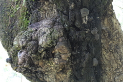 Quercus acutifolia