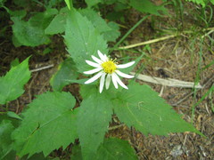 Eurybia chlorolepis