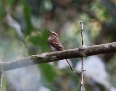 Cnemotriccus fuscatus