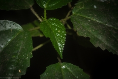 Dendrocnide photiniiphylla