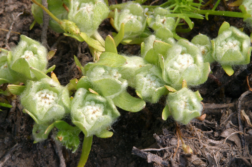 Psilocarphus brevissimus