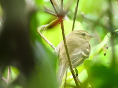 Lathrotriccus euleri