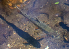 Salvelinus fontinalis fontinalis