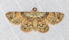 Gymnoscelis derogata