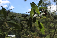 Quercus acutifolia