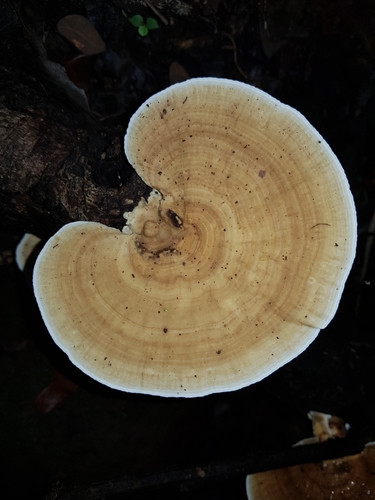 Trametes tenuis