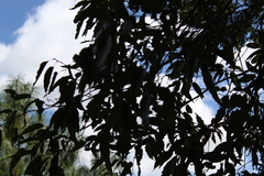 Quercus acutifolia