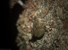 Cotylana angustifrons