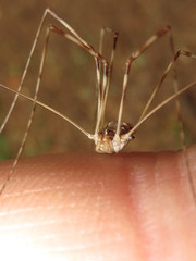Leptobunus parvulus