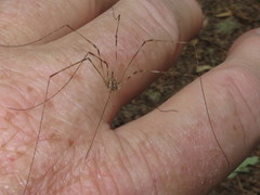 Leptobunus parvulus