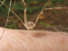 Leptobunus parvulus