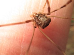 Leptobunus parvulus