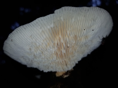 Trametes tenuis