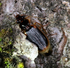 Cymindis limbata