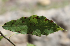 Quercus acutifolia