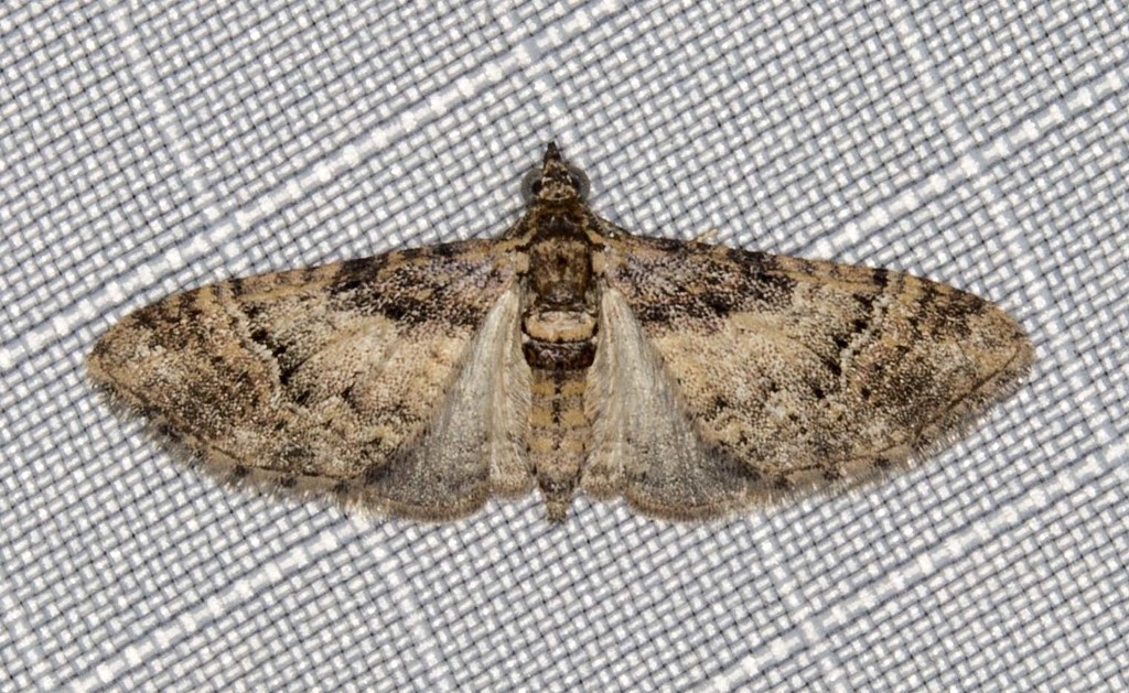 Mnesiloba eupitheciata