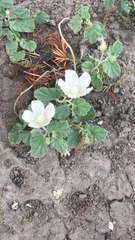 Malvella leprosa