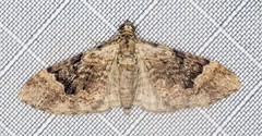 Mnesiloba eupitheciata