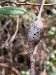 Andricus chrysolepidicola