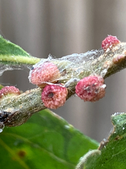 Disholcaspis mellifica