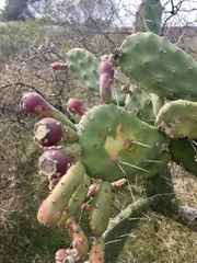 Opuntia arechavaletae