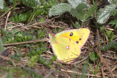 Colias fieldii