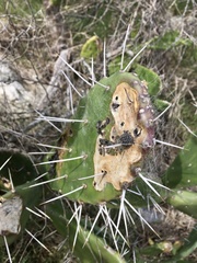 Opuntia arechavaletae