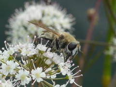 Polydontomyia curvipes