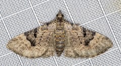 Mnesiloba eupitheciata